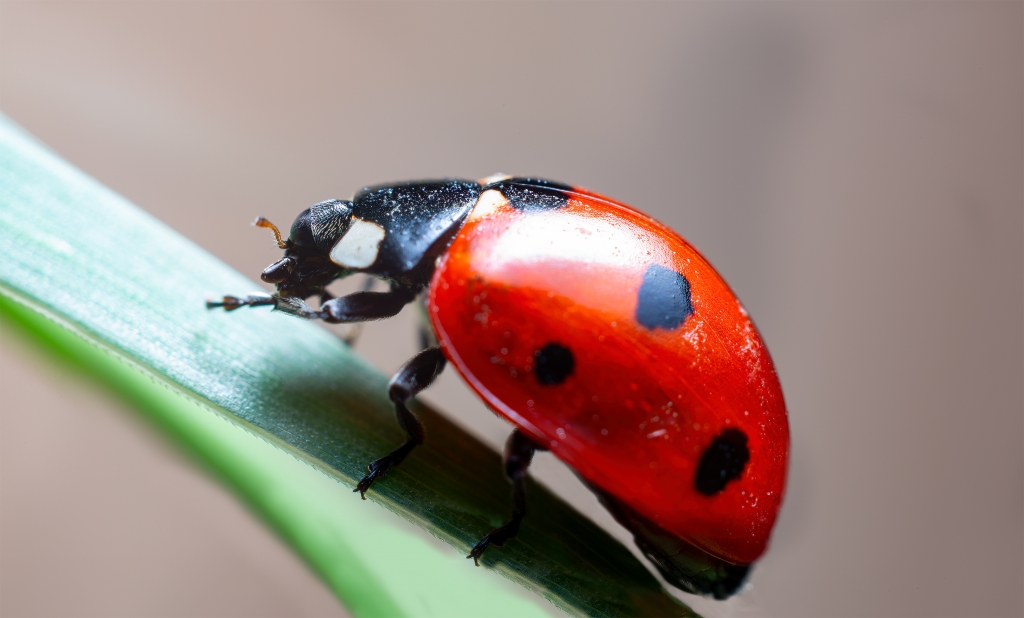 Coccinella macro su stelo
