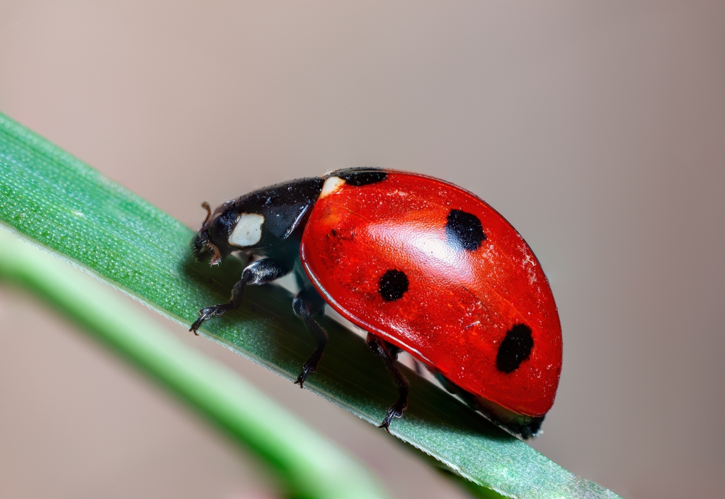 Coccinella macro su stelo