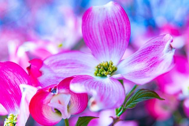 Cornus Florida in fiore