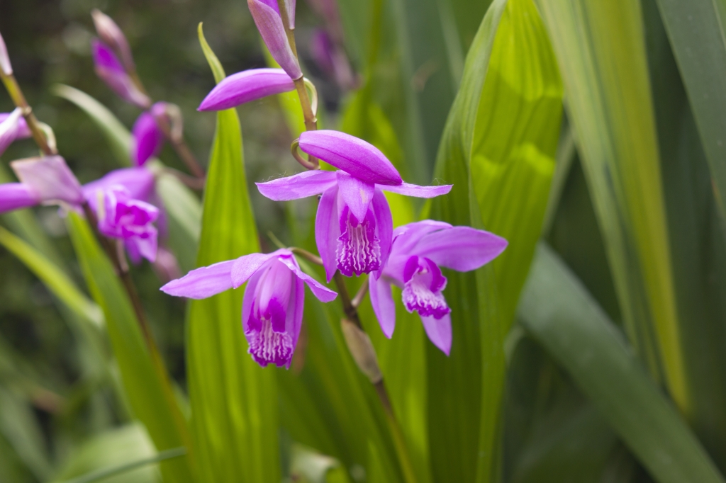 orchidea