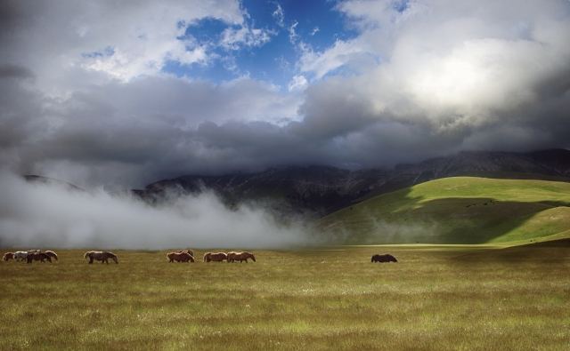 Grazing Horses