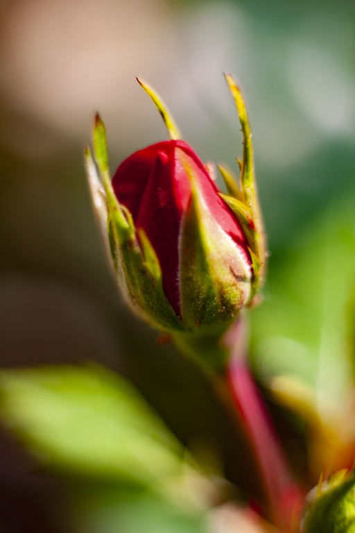 fiore