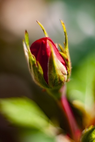 fiore