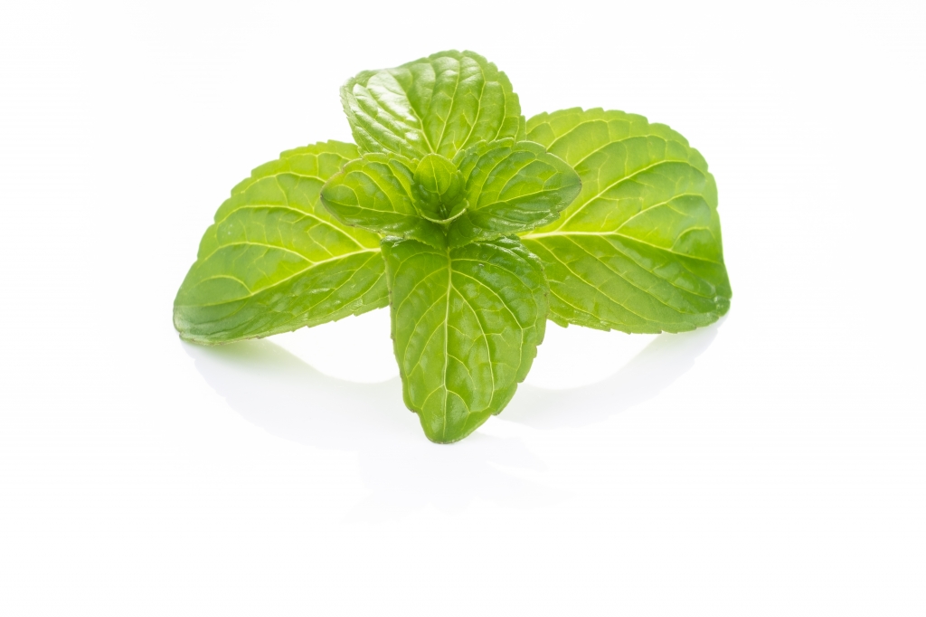 Mint leaves on a white background