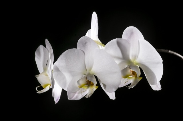 White orchids on a black background