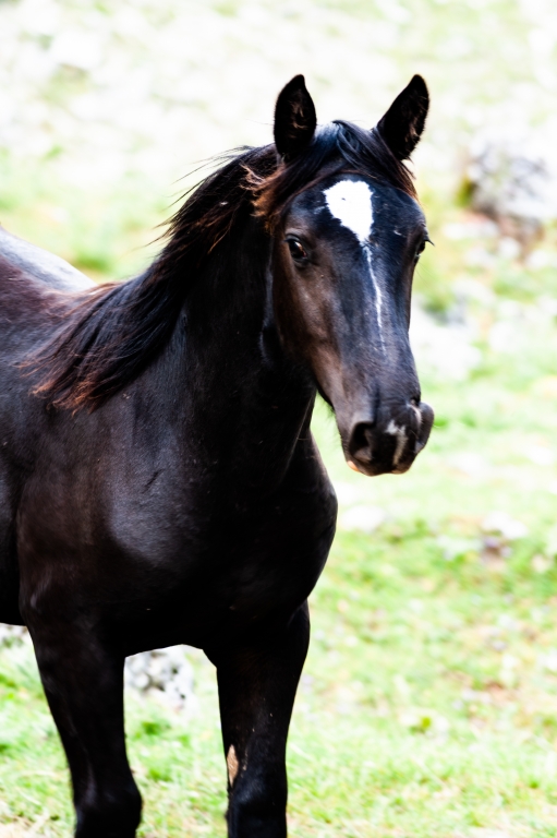ritratto di cavallo