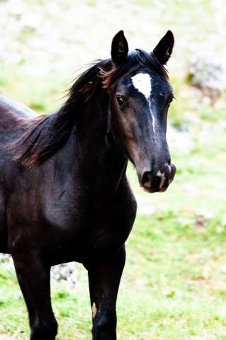 ritratto di cavallo