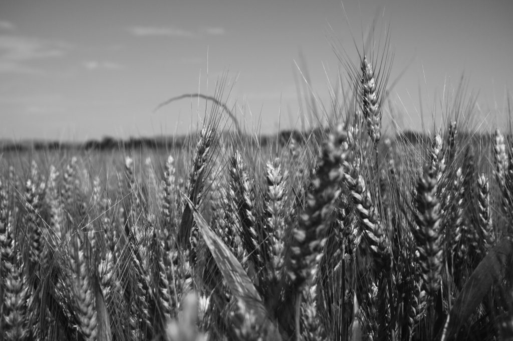 Spighe di Grano