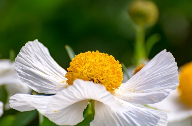 Fiore bianco