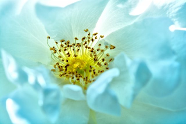 Rosa bianca