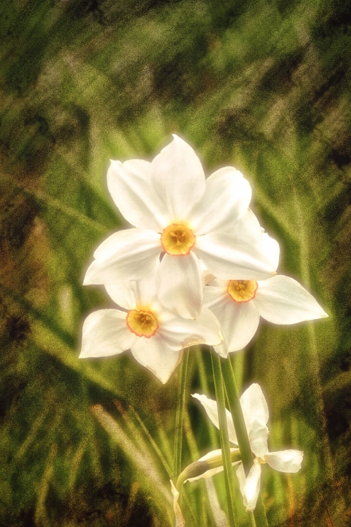 Narcisi fioriti