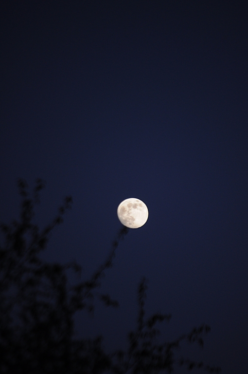 Fioritura lunare