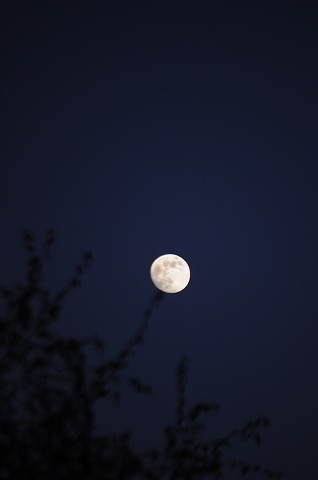Fioritura lunare · alococofoto