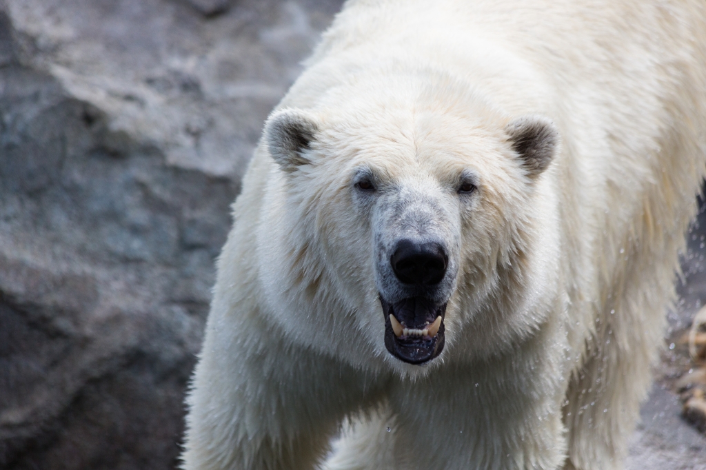 Orso polare