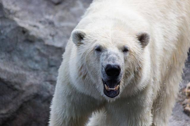 Orso polare