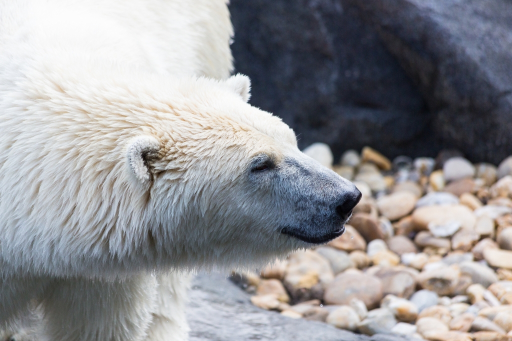 Orso polare