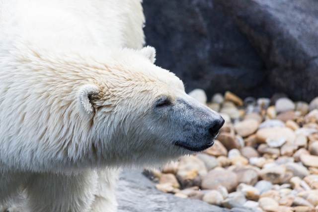 Orso polare