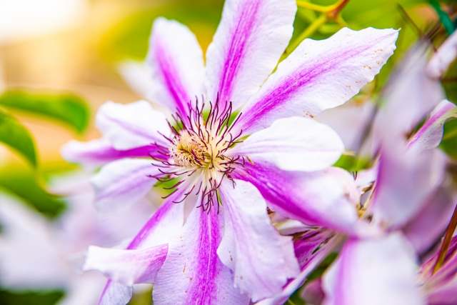 Clematis