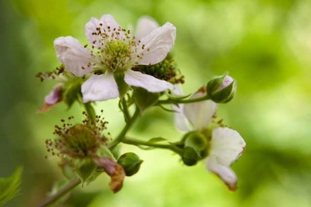 fiore di more