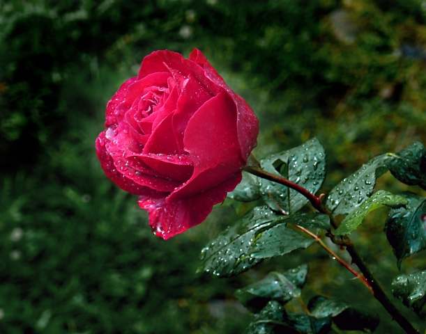 rosa