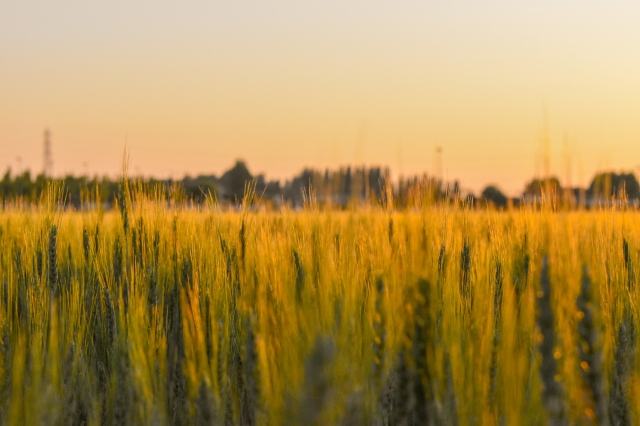 Che ne sai tu di un campo di grano