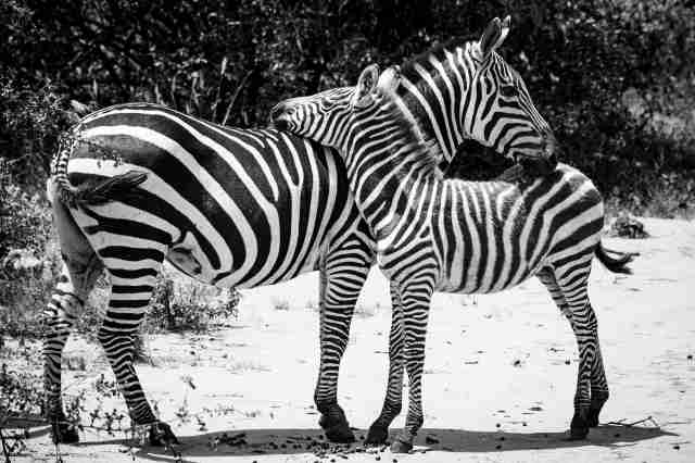 ZEBRA'S FAMILY