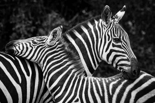 ZEBRE