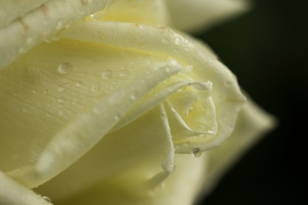 Rosa Bianca
