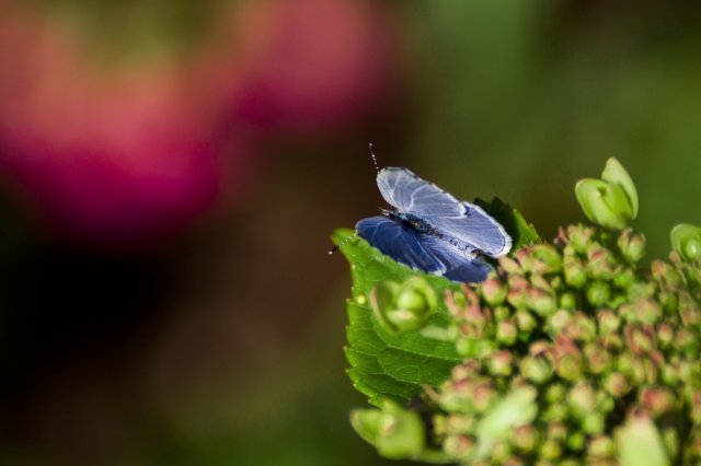 Farfallina Blu
