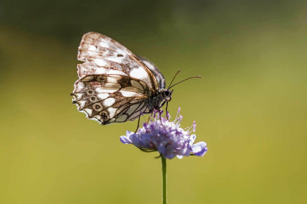 Farfalla
