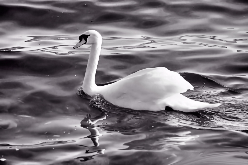 Cigno