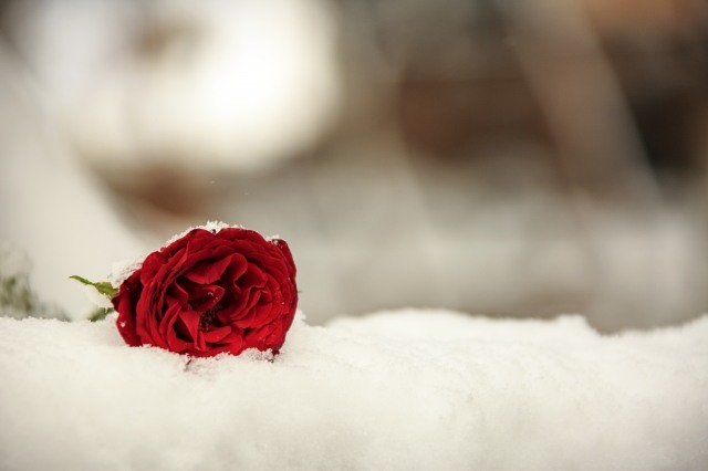 Rosa nella neve