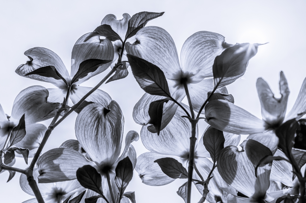 Petali e cielo