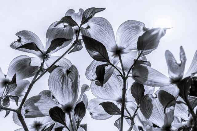 Petali e cielo