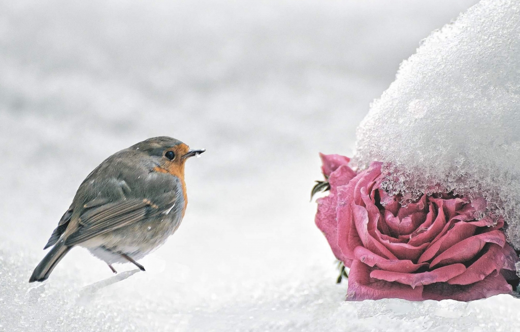 Il pettirosso la rosa e la neve