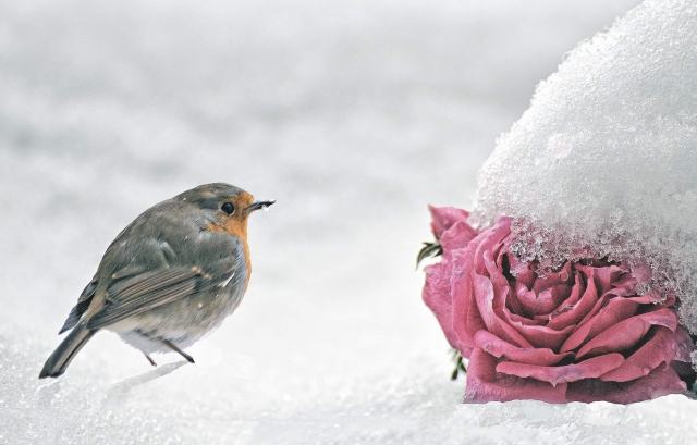 Il pettirosso la rosa e la neve
