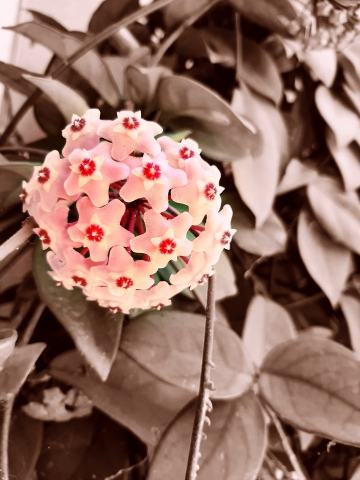 Hoya