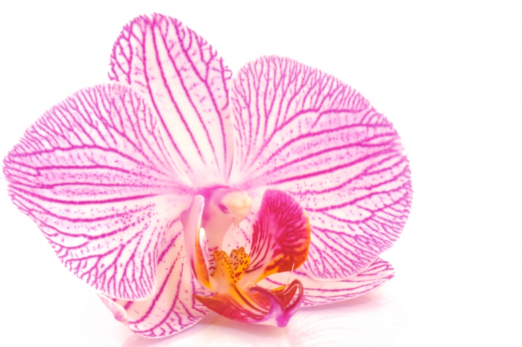 Orchidea