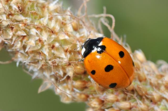Coccinella