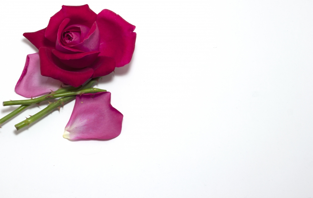 bocciolo di rosa