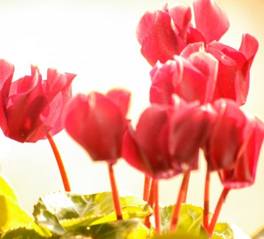 Fiori in controluce