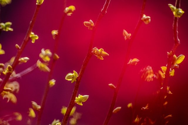 Astratto con fiori