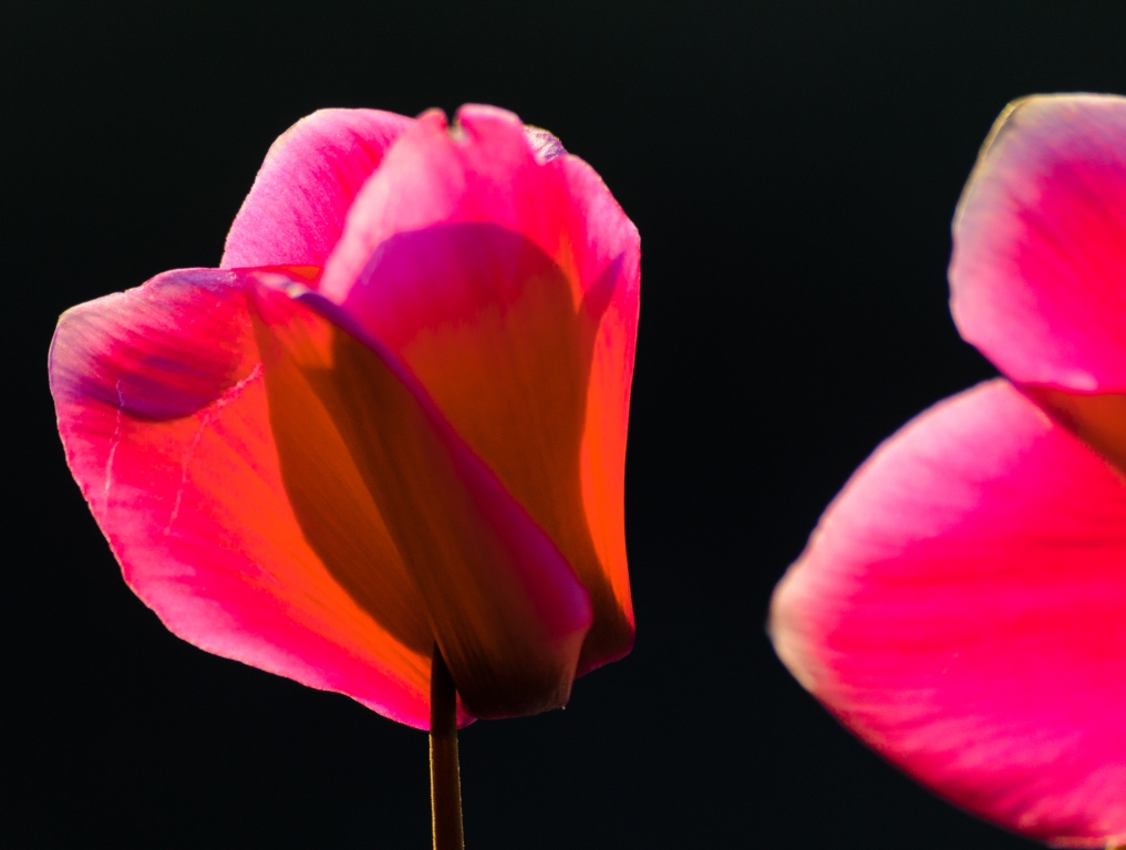 Petali
