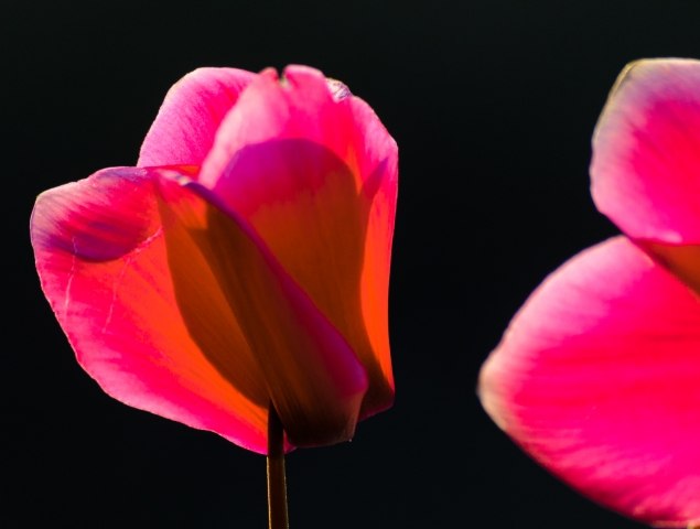 Petali