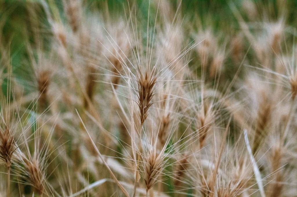 spighe di grano