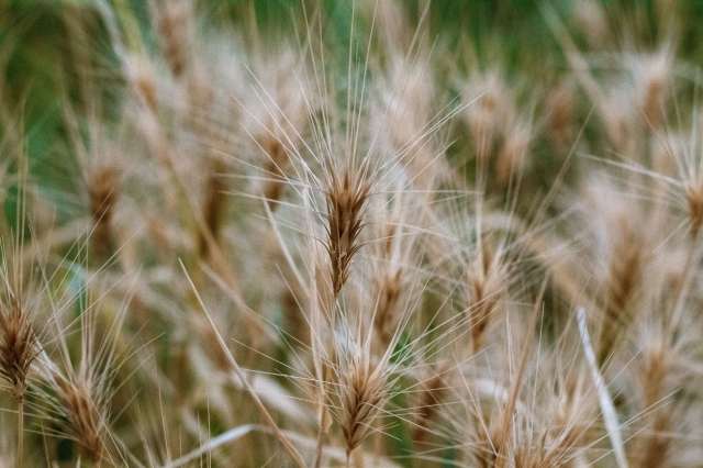 spighe di grano