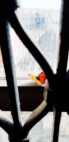 Freedom wings · gpgreco