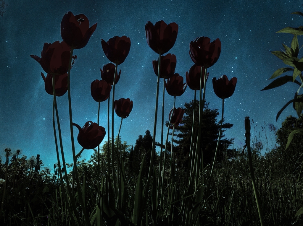 Fiori nell’oscurità
