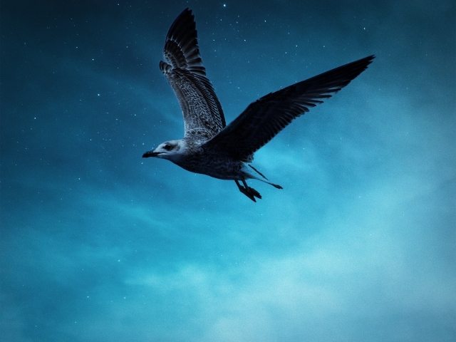 Gabbiano in volo