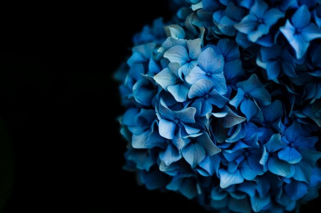 ortensia blu